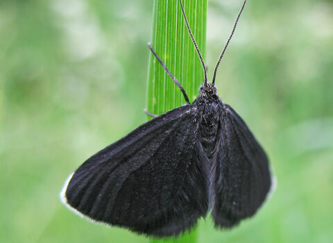 Chimney sweeper moth