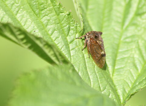 A horned treehopper sat on a leaf. It's a brown bug with two horns rising from the pronotum, which also extends back along the body in a wavy spine