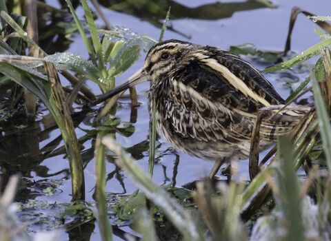 A jack snipe lurking in the vegetation at the edge of a pool, it's stripy camouflage helping it blend in with the grasses