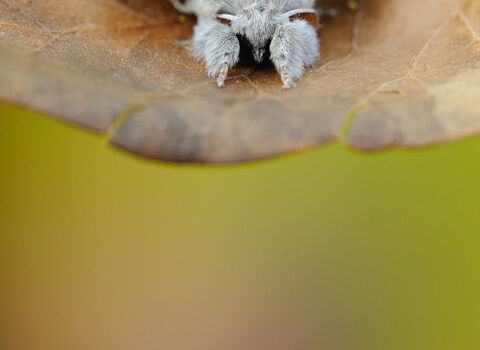 A pale tussock moth rests on a dead leaf, its fluffy legs held out in front of its body.