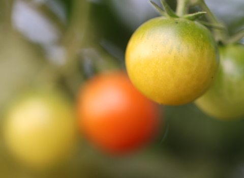 Tomato plant copyright Lauren Heather